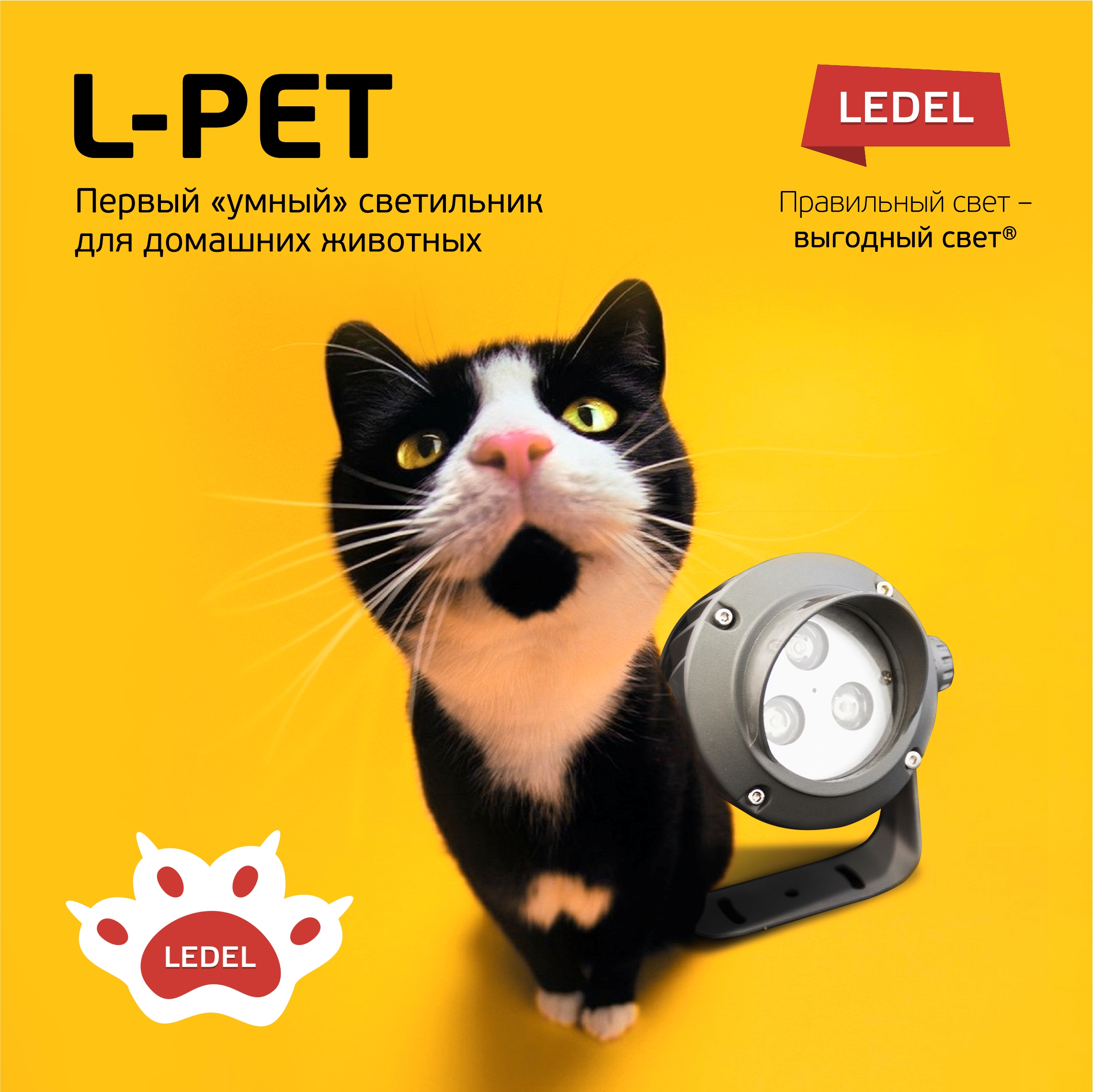 кот l pet nst.jpg